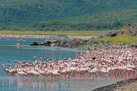 5 Days Maasai Mara & Lake Naivasha Safari