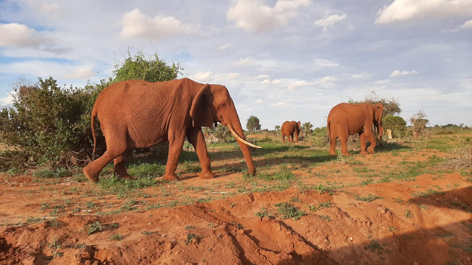 5 Days Maasai Mara, Lake Nakuru & Amboseli Safari