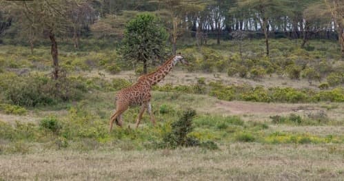 Day Trip from Nairobi to Hell's Gate National Park