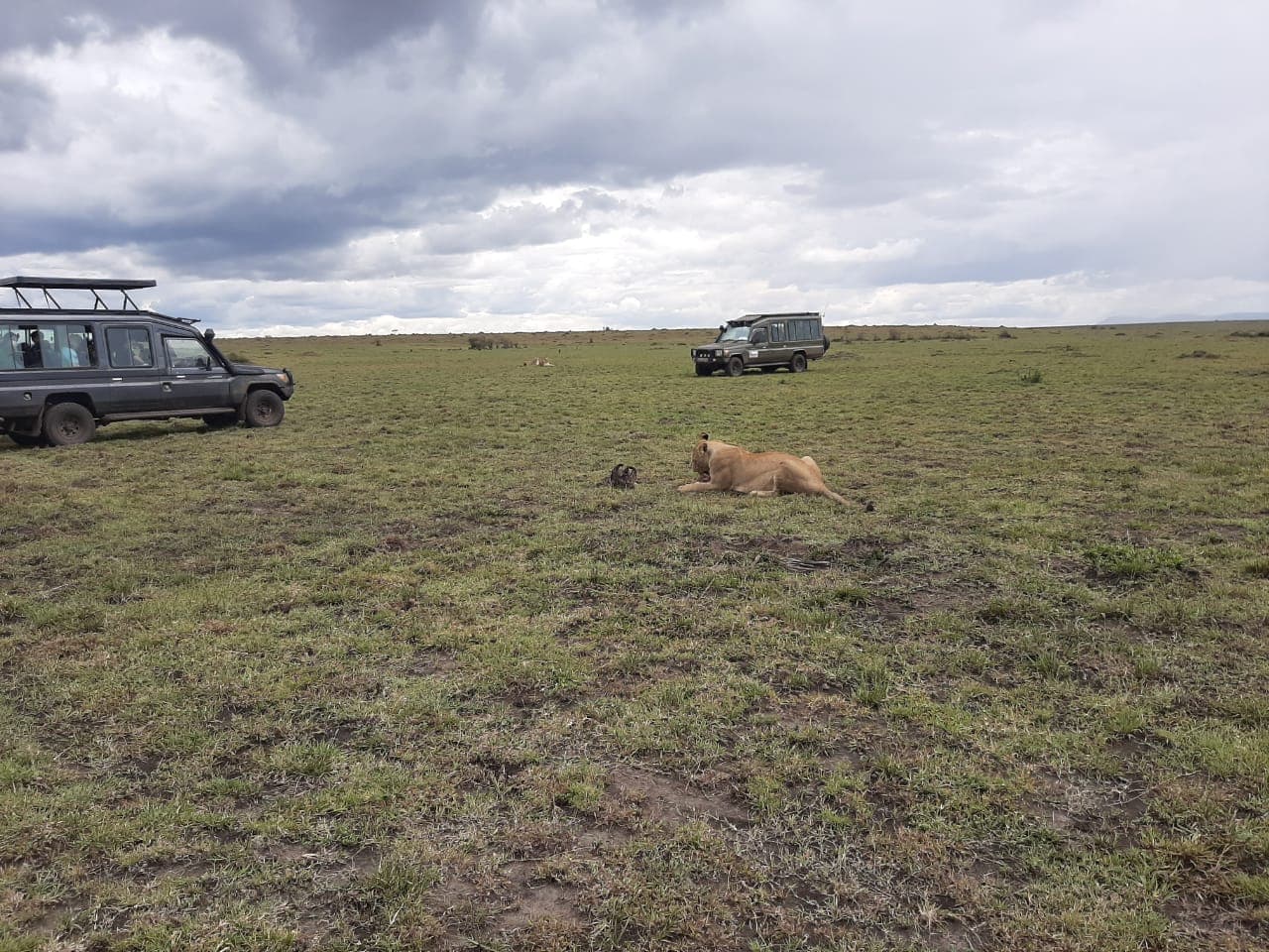 Nairobi National Park Tour