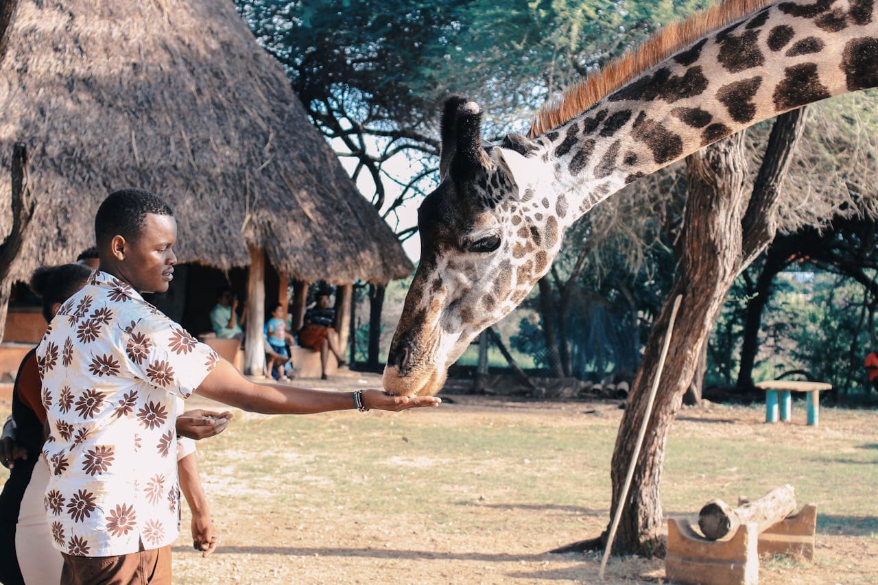 Giraffe Centre Tour