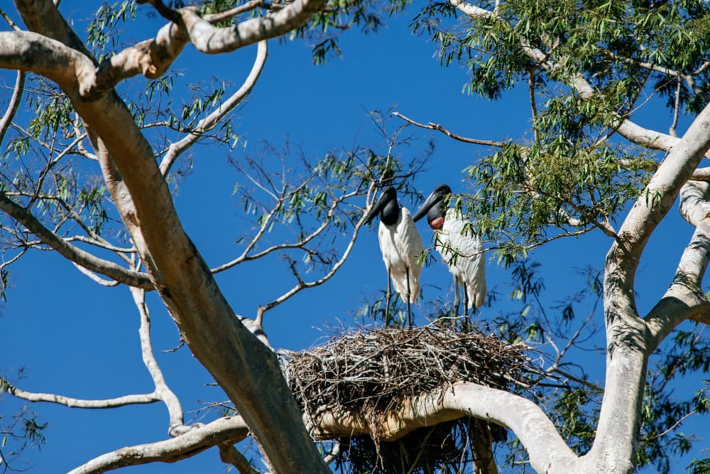 Exotic African birds