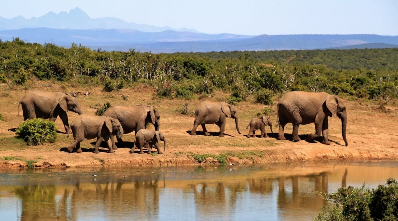 Elephants crossing