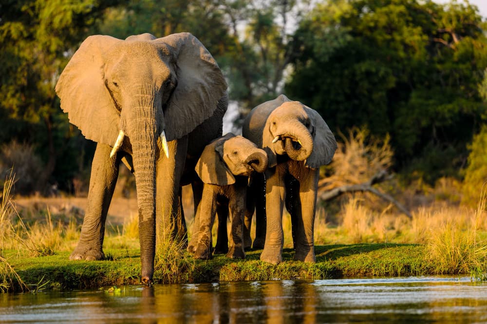 Elephants drinking at a waterhole in golden light