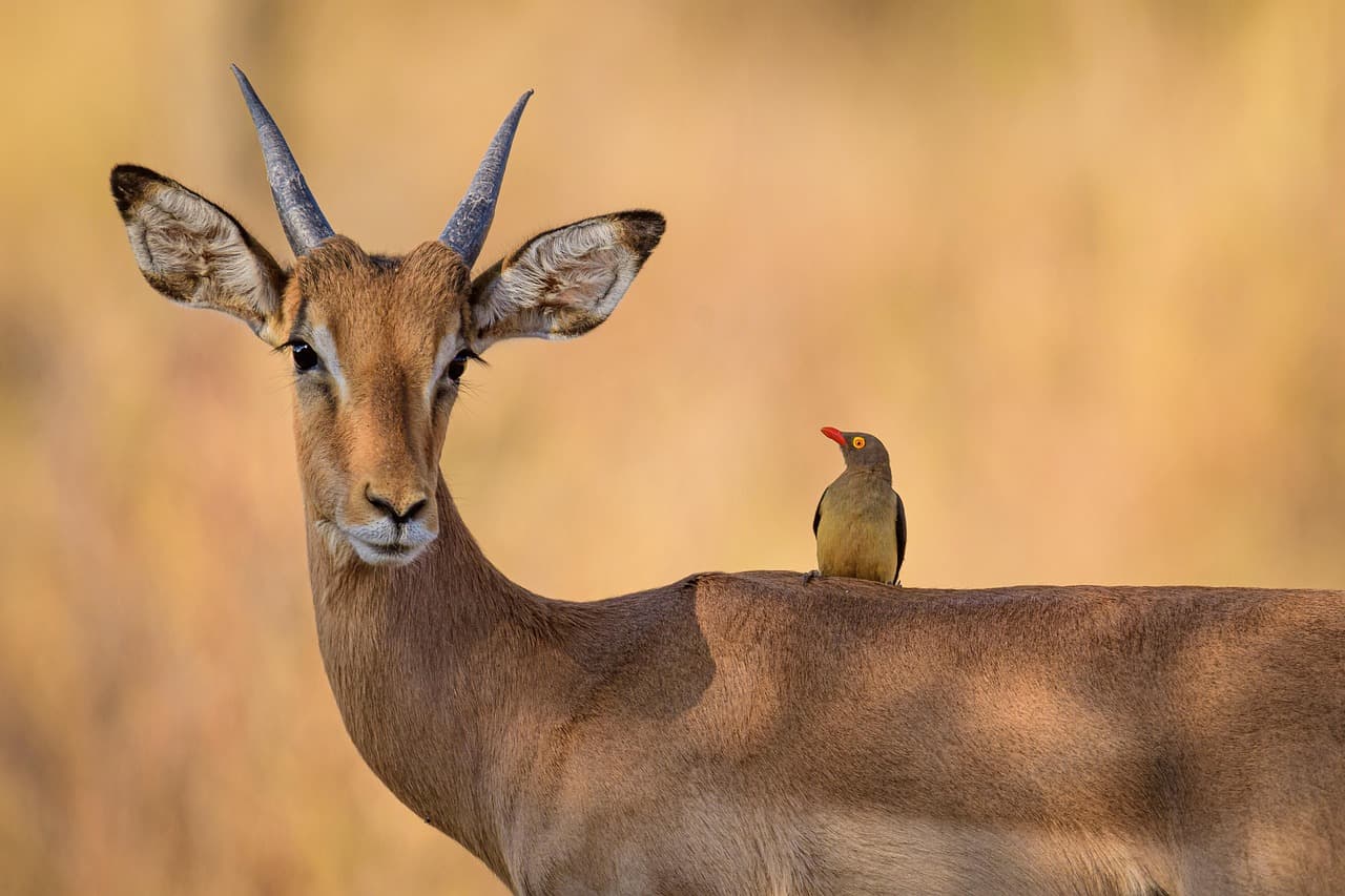 Impala herd