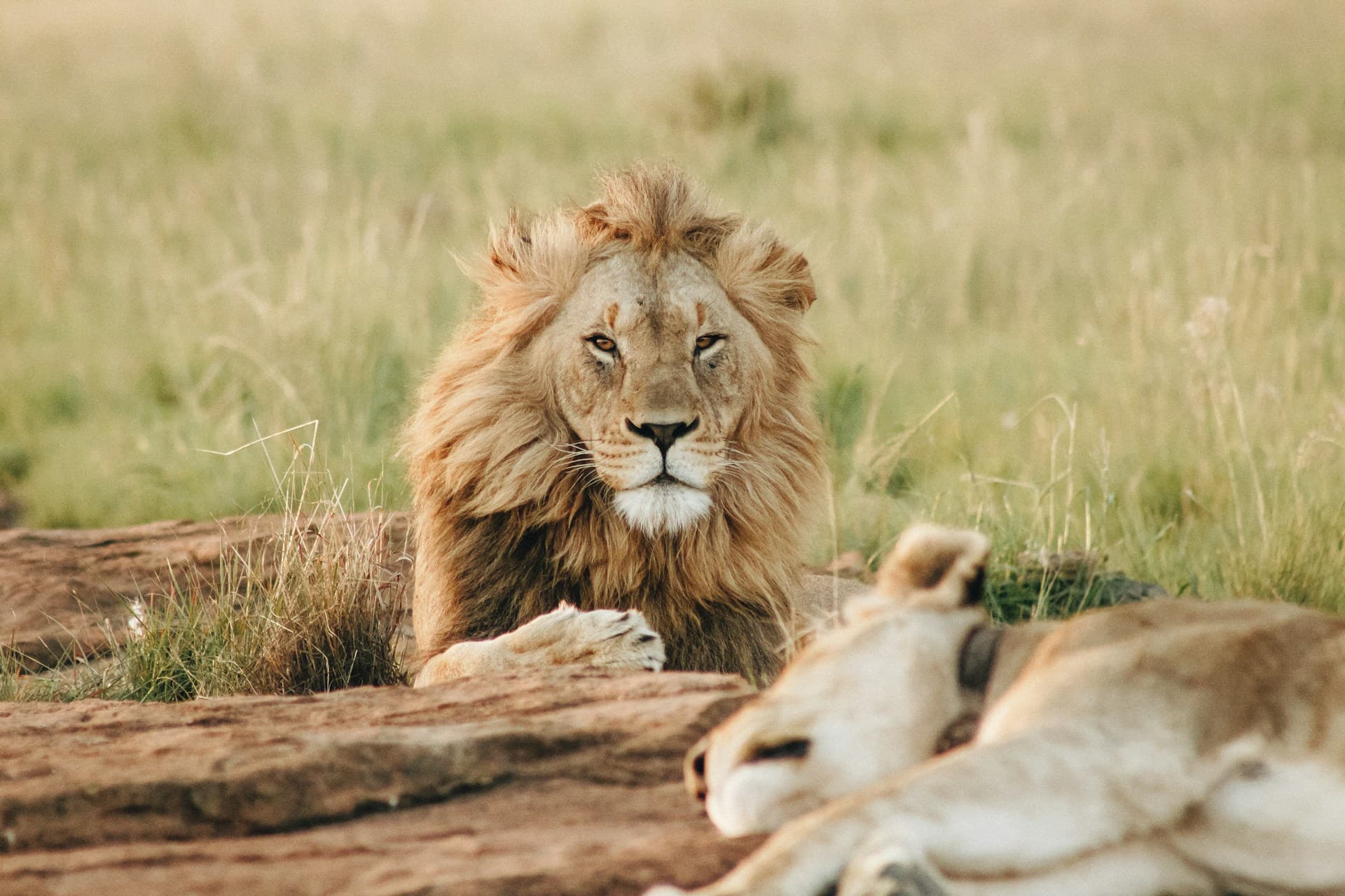 Lion resting in the grass on a Kenyan game drive