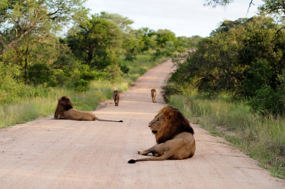 Lions in the savannah