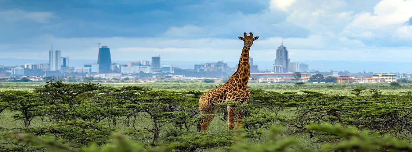 Giraffe on the plains with the city skyline behind