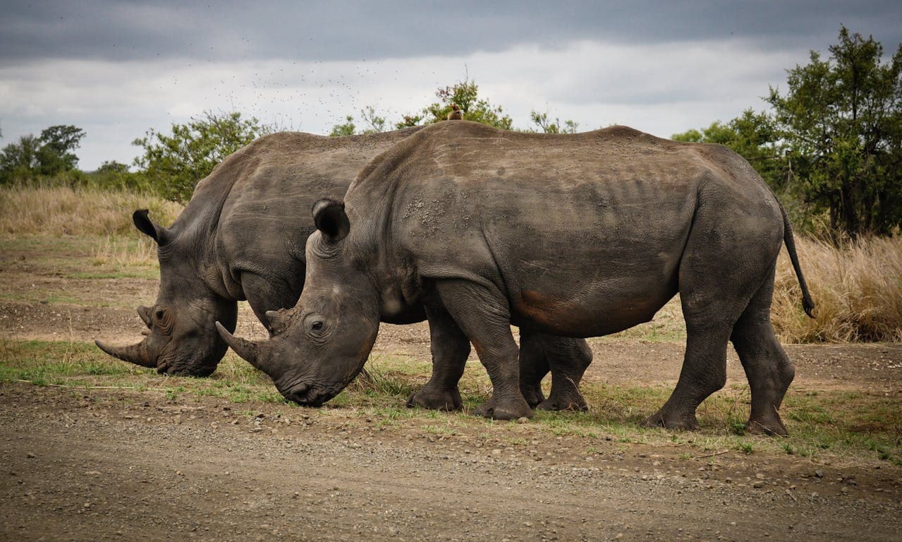 Rhinos in the wild