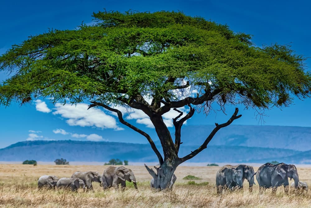 African savannah at golden hour