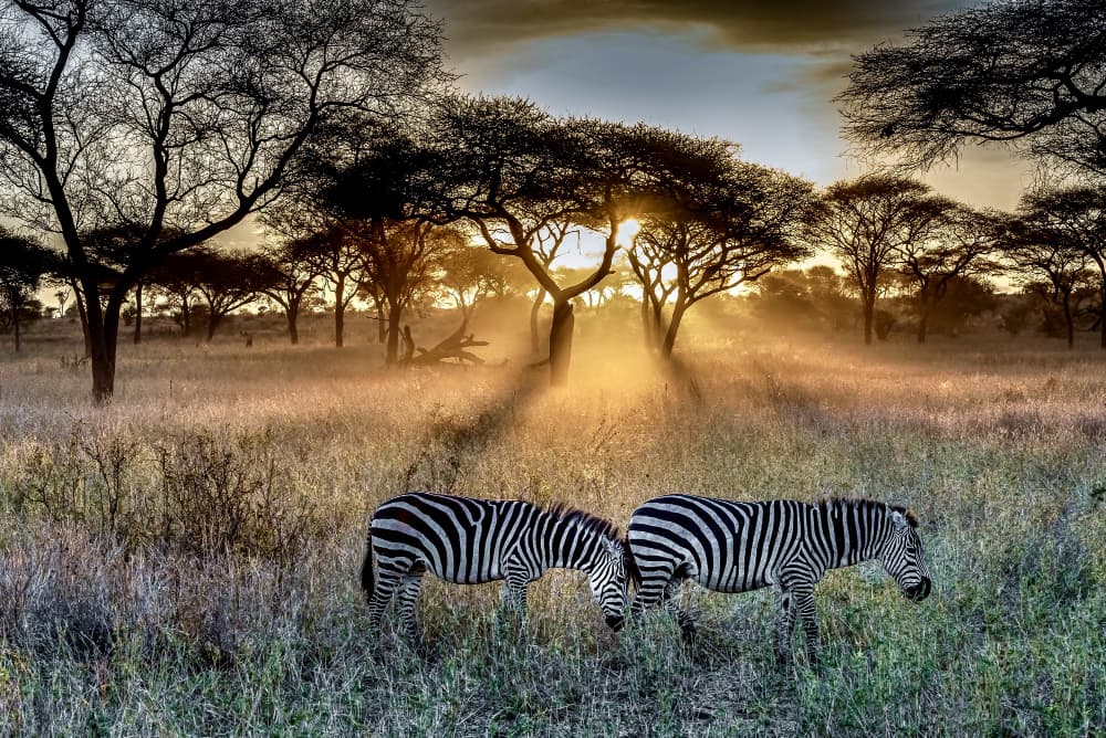 Zebras grazing on the Kenyan savannah at sunset